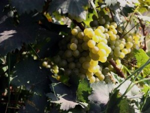 В Армении вырастили около 301 тысячи тонн винограда
