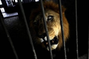 В ереванском зоопарке лев напал на сотрудника