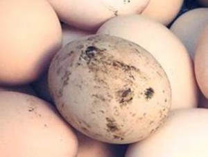 В Армении запретят продавать яйца с очень грязной скорлупой