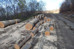 Вот как уничтожаются приграничные леса Армении