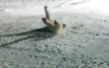 Российский полярник взорвал белую медведицу ради «прикола» (Видео)