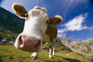 Российский военнослужащий в Армении украл корову