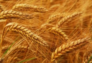 Минсельхоз: Армения кормит себя пшеницей уже на 53%
