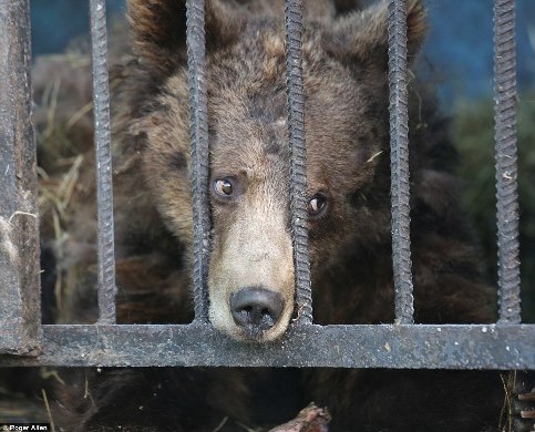 В самом грустном зоопарке мира: Daily Mail