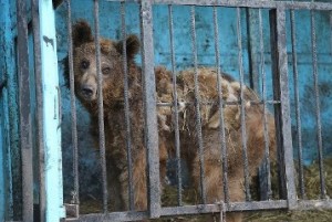 В самом грустном зоопарке мира: Daily Mail
