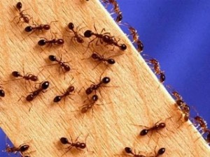 Как муравьи китайского фермера разорили