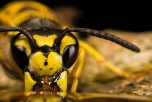 Армянская желтая пчела: Не только «поставщик» меда, но и хорошее оружие