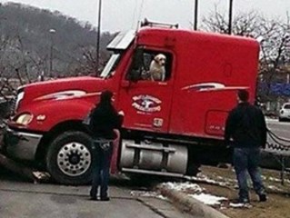 В США «управляемая» собакой фура врезалась в дерево и легковушку