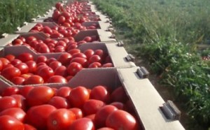 Россельхознадзор обеспокоен ростом поставок помидоров из Армении