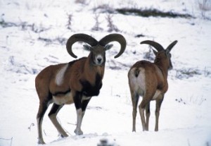 В Армении зафиксирован случай браконьерства на муфлона и серну