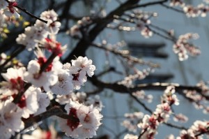 Минсельхоз Армении сообщает о нанесенном заморозками уроне абрикосовым садам