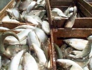 Инвестпрограмму разведения рыбы на Севане освободят от таможенных пошлин