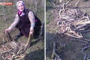Дагестанская бабушка убила 80 заползших в огород змей
