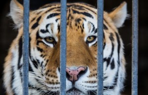 Пьяная школьница залезла в клетку с тигром в России