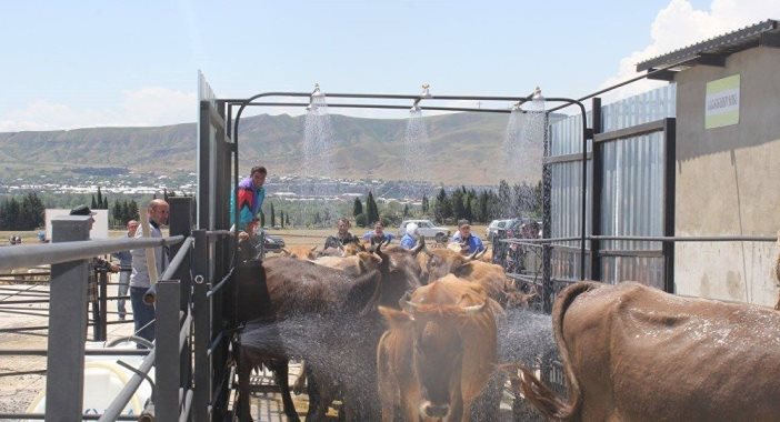 В Грузии открылись «душевые» для рогатого скота
