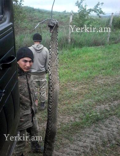 Карабахские солдаты поймали гигантскую змею