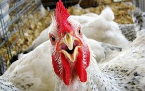 Запрещен ввоз около 20 тонн курятины из Украины в Армению