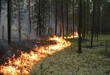 Национальный парк “Аревик” горит уже 5 дней