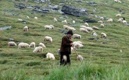 В Тавуше разыскивают пропавшего пастуха