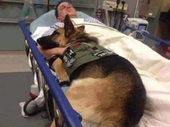 В США военный пёс лёг в больницу вместе с раненым солдатом