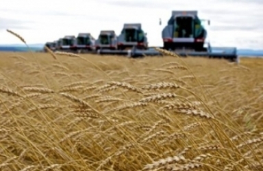 Почти половину рекордного урожая зерна Ставрополье отправит за рубеж