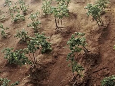Голландским ученым удалось собрать урожай с марсианского грунта