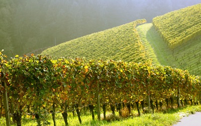 Коллекционный виноградник появится в Армении