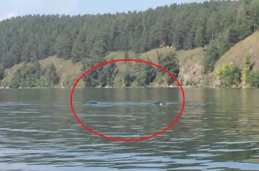 На уральском озере сняли на камеру Лохнесское чудовище (Видео)