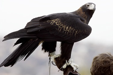 Орел в австралийском зоопарке искалечил посетительницу
