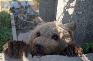 "Краснокнижного" бурого медведя держат на улице Гоголя в Ереване (Фото,видео)