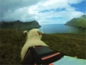 Google доставила создателям проекта Sheep View c Фарерских островов оборудование для съемки панорам
