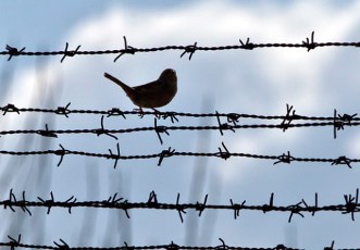 Амнистии в связи с 25-летием Независимости Армении не будет