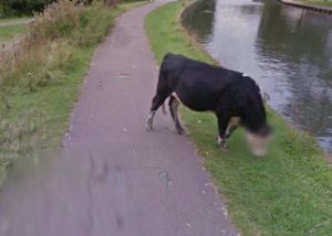 Щепетильный алгоритм Google Street View замазал морду британской коровы