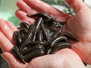 В Азербайджане похитили 20 тысяч пиявок из дома лекаря