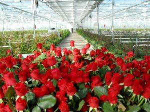 Армянской компании дали льготы на производство тепличных роз