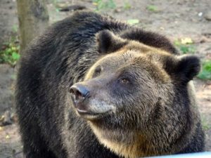 В Армении медведь повадился в село