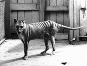 В Австралии камера зафиксировала «давно вымершее» животное