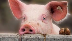 Армения наложила запрет на ввоз украинской свинины