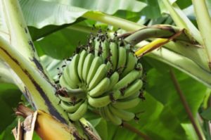 Если бы вы видели, какие бананы вырастил в Иджеване Гамлет Хечян...