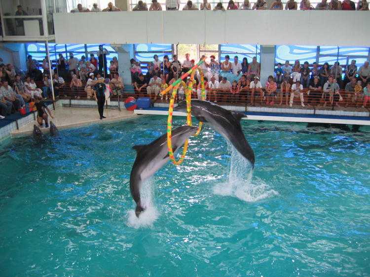 Дельфинарий в Геленджике: в какой пойти?