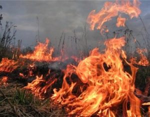 Жители Тавушского села опасаются – Виновник уничтожения нескольких садов может остаться безнаказанным