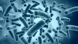 Биоинженеры заставили бактерии синтезировать силиконы