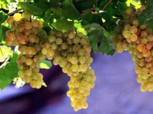 Министр: Долги фермерам за виноград погашают – осталось 211 млн драмов