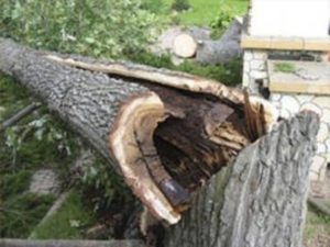 Дерево задавило насмерть молодого мужчину в Лорийской области