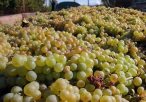 В Армении продолжается процесс погашения долгов по заготовке винограда