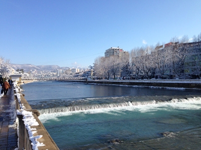 Жителей Сочи просят помочь в спасении пальм