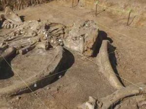 Китайские палеонтологи обнаружили в янтаре хвост динозавра