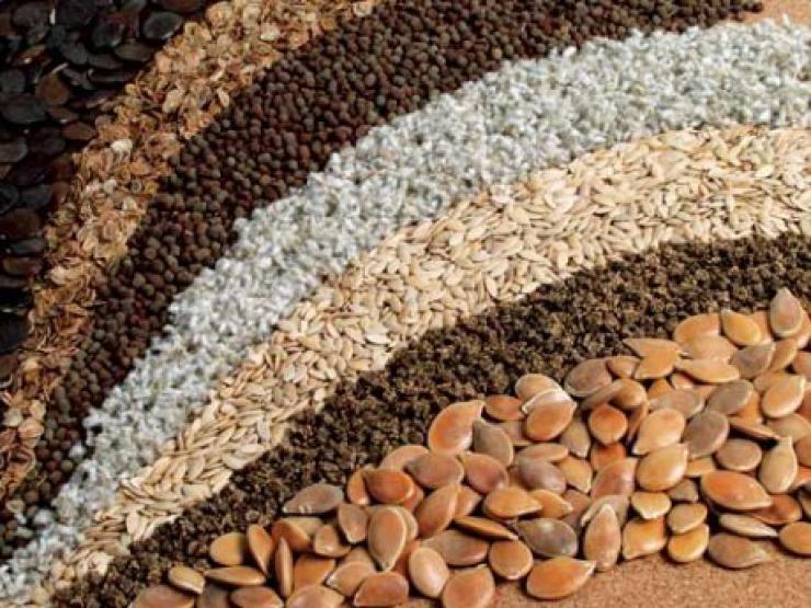 Выбираем семена ячменя: полезные советы