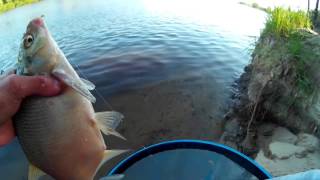 Секреты ловли леща летом