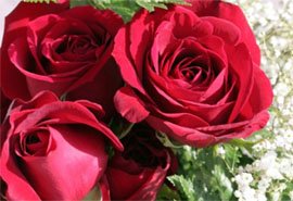 Символическое значение красной розы